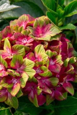 Pistachio Hydrangea - 5 Gallon Pot -Garden Plants Shop hydrangea macrophylla pistachio 7 1