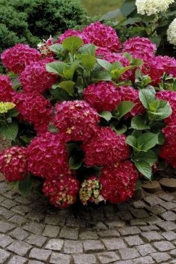 Red Sensation Hydrangea - 3 Gallon Pot -Garden Plants Shop hydrangea macrophylla red sensation 2
