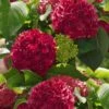 Red Sensation Hydrangea - 3 Gallon Pot -Garden Plants Shop hydrangea macrophylla red sensation 5