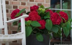 Red Sensation Hydrangea - 3 Gallon Pot -Garden Plants Shop hydrangea macrophylla red sensation 7