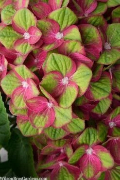 Tilt-A-Swirl Hydrangea - 3 Gallon Pot -Garden Plants Shop hydrangea macrophylla tilt a swirl 5