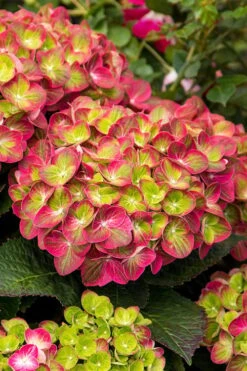 Tilt-A-Swirl Hydrangea - 3 Gallon Pot -Garden Plants Shop hydrangea macrophylla tilt a swirl 7