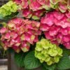 Tilt-A-Swirl Hydrangea - 3 Gallon Pot -Garden Plants Shop hydrangea macrophylla tilt a swirl 9