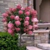 Fire Light Hydrangea - Single Trunk Topiary Tree - 5 Gallon Pot -Garden Plants Shop hydrangea paniculata fire light tree form standard 2