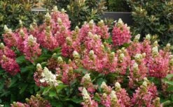 Flare Hydrangea - 3 Gallon Pot -Garden Plants Shop hydrangea paniculata lava lamp flare 11