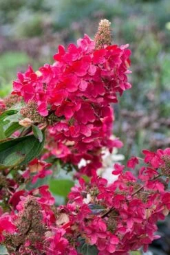 Flare Hydrangea - 3 Gallon Pot -Garden Plants Shop hydrangea paniculata lava lamp flare 15 1