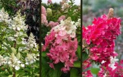 Flare Hydrangea - 3 Gallon Pot -Garden Plants Shop hydrangea paniculata lava lamp flare 16