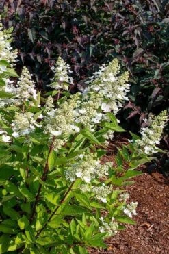 Flare Hydrangea - 3 Gallon Pot -Garden Plants Shop hydrangea paniculata lava lamp flare 17