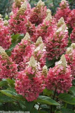 Flare Hydrangea - 3 Gallon Pot -Garden Plants Shop hydrangea paniculata lava lamp flare 3