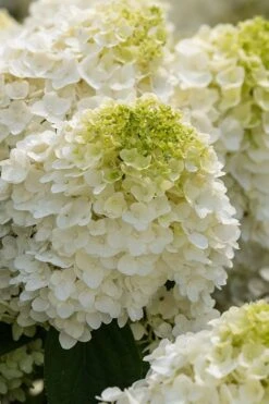 Little Hottie Hydrangea - 2.5 Gallon Pot -Garden Plants Shop hydrangea paniculata little hottie 1