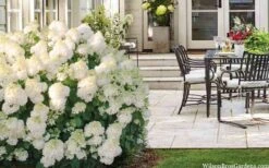 Little Hottie Hydrangea - 2.5 Gallon Pot -Garden Plants Shop hydrangea paniculata little hottie 5