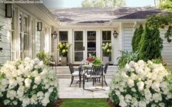 Little Hottie Hydrangea - 2.5 Gallon Pot -Garden Plants Shop hydrangea paniculata little hottie 7