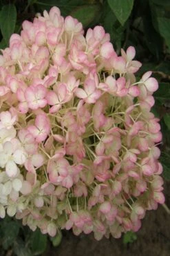 Little Hottie Hydrangea - 2.5 Gallon Pot -Garden Plants Shop hydrangea paniculata little hottie 9