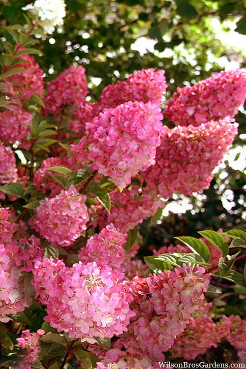 Strawberry Sundae Hydrangea - 3 Gallon Pot 3 Strawberry Sundae Hydrangea - 3 Gallon Pot