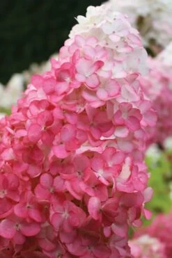 Vanilla Strawberry Hydrangea - 1 Gallon Pot -Garden Plants Shop hydrangea paniculata vanilla strawberry 20