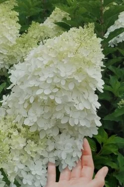 Phantom Hydrangea - 1 Gallon Pot -Garden Plants Shop hydrangea phantom 20 1