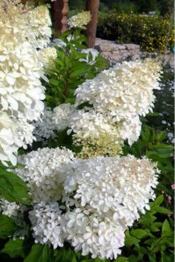 Phantom Hydrangea - 2 Gallon Pot -Garden Plants Shop hydrangea phantom 500x750 1