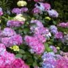Preziosa Multi Color Hydrangea - 1 Gallon Pot -Garden Plants Shop hydrangea serrata preziosa 100 1
