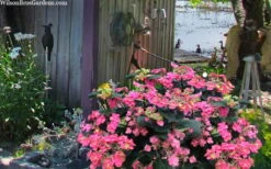 Tuff Stuff Red Mountain Hydrangea - 3 Gallon Pot -Garden Plants Shop hydrangea serrata tuff stuff red mountain 4