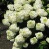Silver Dollar Hydrangea - 1 Gallon Pot -Garden Plants Shop hydrangea silver dollar 1 1