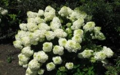 Silver Dollar Hydrangea - 1 Gallon Pot -Garden Plants Shop hydrangea silver dollar 2 1