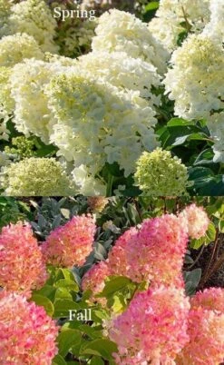 Silver Dollar Hydrangea - 1 Gallon Pot -Garden Plants Shop hydrangea silver dollar 4 1