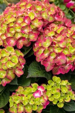 Tilt-A-Swirl Hydrangea - 3 Gallon Pot -Garden Plants Shop hydrangea tilt a whirl 500x750 1