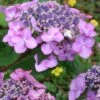 Twist-N-Shout Endless Summer Hydrangea - 3 Gallon Pot -Garden Plants Shop hydrangea twist n shout 12