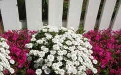 Alexander's White Candy Tuft (Iberis) - 1 Gallon Pot -Garden Plants Shop iberis sempervirens alexanders white 3