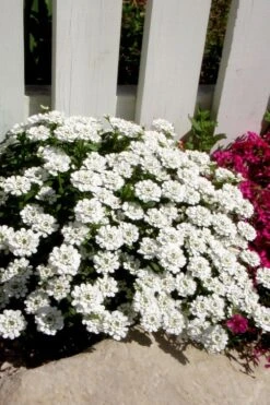 Alexander's White Candy Tuft (Iberis) - 1 Gallon Pot -Garden Plants Shop iberis sempervirens alexanders white 4