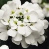 Alexander's White Candy Tuft (Iberis) - 1 Gallon Pot -Garden Plants Shop iberis sempervirens alexanders white 6