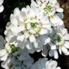 Snow Cone Candytuft (Iberis Sempervirens) - 5 Pack Of Quart Pots -Garden Plants Shop iberis sempervirens snow cone candytuft 3