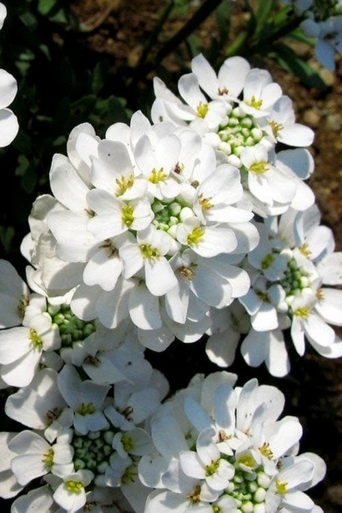 Snow Cone Candytuft (Iberis Sempervirens) - 5 Pack Of Quart Pots 3 Snow Cone Candytuft (Iberis Sempervirens) - 5 Pack Of Quart Pots