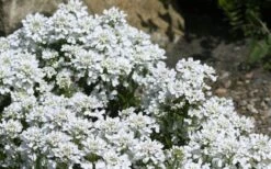 Snow Cone Candytuft (Iberis Sempervirens) - 5 Pack Of Quart Pots 9 Snow Cone Candytuft (Iberis Sempervirens) - 5 Pack Of Quart Pots -Garden Plants Shop iberis sempervirens snow cone candytuft 4