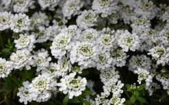 Alexander's White Candy Tuft (Iberis) - 1 Gallon Pot -Garden Plants Shop iberis sempervirens snowflake candytuft 1