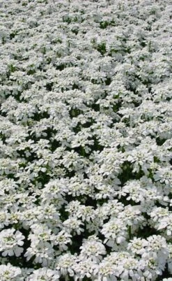 Alexander's White Candy Tuft (Iberis) - 1 Gallon Pot -Garden Plants Shop iberis sempervirens snowflake candytuft 3