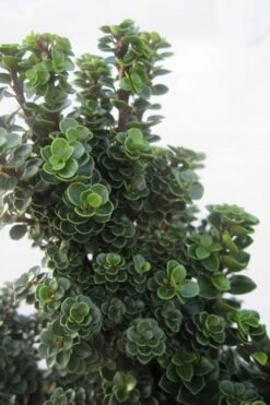 Dwarf Pagoda Japanese Holly - 2 Gallon Pot -Garden Plants Shop ilex crenata dwarf pagoda japanese holly 1