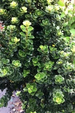 Dwarf Pagoda Japanese Holly - 2 Gallon Pot -Garden Plants Shop ilex crenata dwarf pagoda japanese holly 2