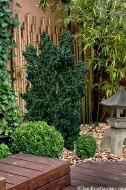 Dwarf Pagoda Japanese Holly - 2 Gallon Pot -Garden Plants Shop ilex crenata dwarf pagoda japanese holly 5