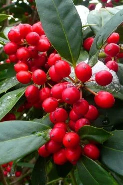 Nellie R. Stevens Holly - 3 Gallon Pot -Garden Plants Shop ilex nellie r stevens holly tree berries 11