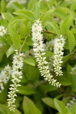 Love Child Sweetspire (Itea) - 3 Gallon Pot 14 Love Child Sweetspire (Itea) - 3 Gallon Pot -Garden Plants Shop itea virginica love child sweetspire 2