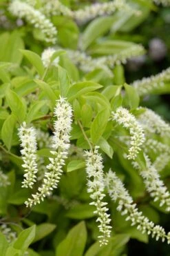 Love Child Sweetspire (Itea) - 3 Gallon Pot 16 Love Child Sweetspire (Itea) - 3 Gallon Pot -Garden Plants Shop itea virginica love child sweetspire 3