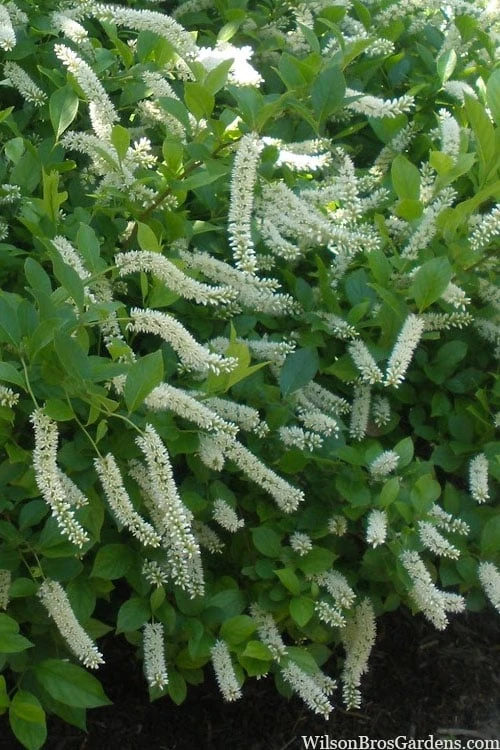 Love Child Sweetspire (Itea) - 3 Gallon Pot 3 Love Child Sweetspire (Itea) - 3 Gallon Pot