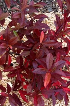 Love Child Sweetspire (Itea) - 3 Gallon Pot 15 Love Child Sweetspire (Itea) - 3 Gallon Pot -Garden Plants Shop itea virginica love child sweetspire 7