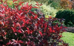 Love Child Sweetspire (Itea) - 3 Gallon Pot 17 Love Child Sweetspire (Itea) - 3 Gallon Pot -Garden Plants Shop itea virginica love child sweetspire 8