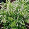 Scentlandia Sweetspire (Itea Virginica) - 3 Gallon Pot -Garden Plants Shop itea virginica scentlandia virginia sweetspire 4