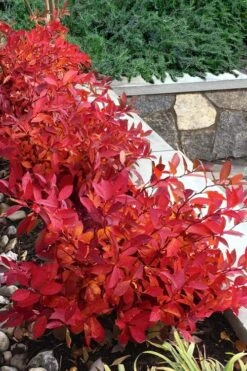 Scentlandia Sweetspire (Itea Virginica) - 3 Gallon Pot -Garden Plants Shop itea virginica scentlandia virginia sweetspire 7