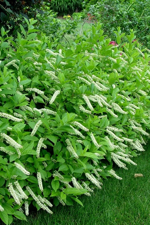 Virginia Sweetspire (Itea Virginica) - 2 Gallon Pot 3 Virginia Sweetspire (Itea Virginica) - 2 Gallon Pot