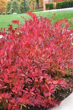 Virginia Sweetspire (Itea Virginica) - 2 Gallon Pot 16 Virginia Sweetspire (Itea Virginica) - 2 Gallon Pot -Garden Plants Shop itea virginica virginia sweetspire 14