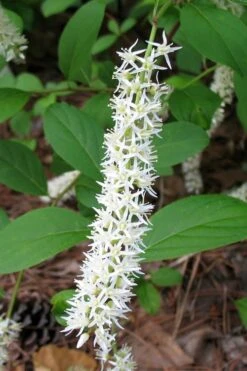 Virginia Sweetspire (Itea Virginica) - 2 Gallon Pot 17 Virginia Sweetspire (Itea Virginica) - 2 Gallon Pot -Garden Plants Shop itea virginica virginia sweetspire 7